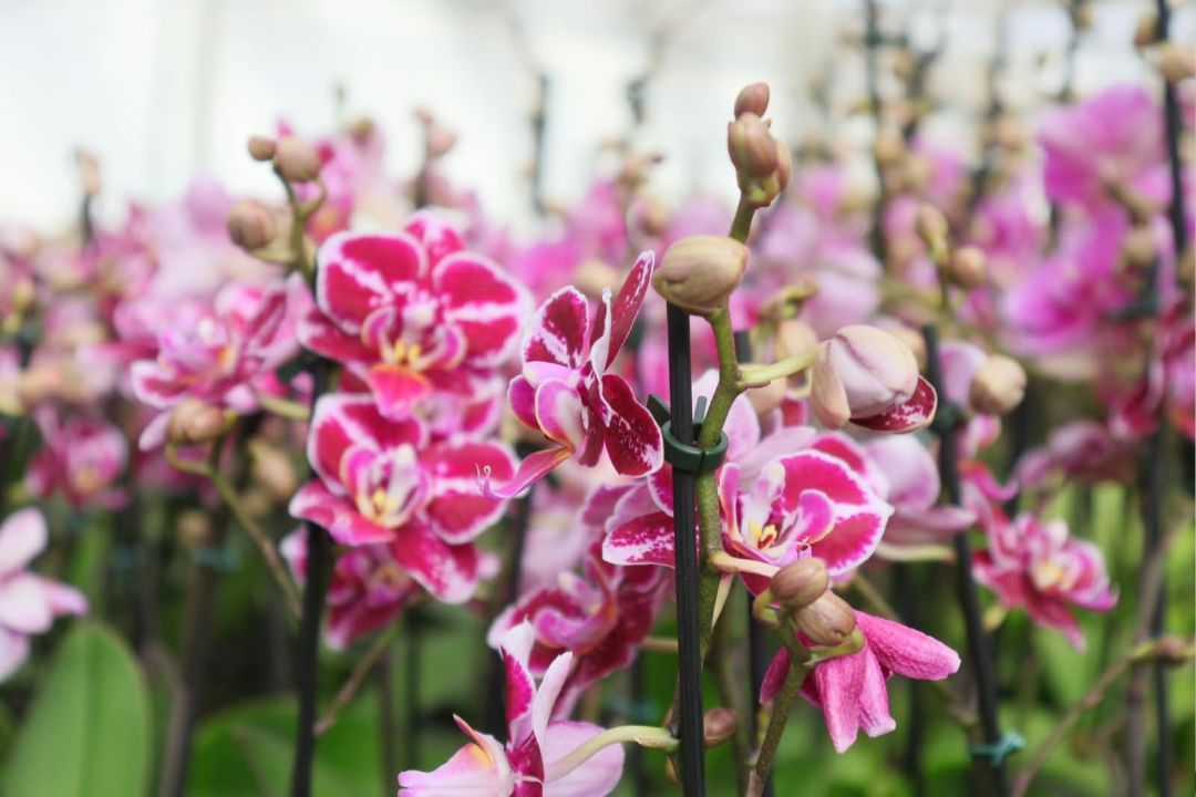 Evento “Flores do Campo: Mulheres que Florescem no Agro” reúne lideranças femininas em Holambra, nos dias 8 e 9 de outubro