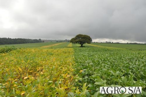 dedeagro-2024-283