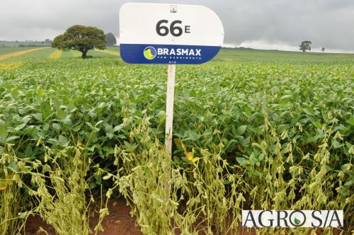 dedeagro-2024-284