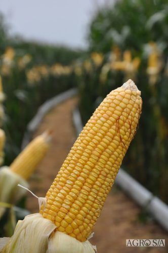 DEDEAGRO-E-MORGAN-153
