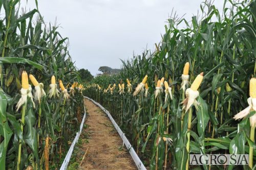 DEDEAGRO-E-MORGAN-7