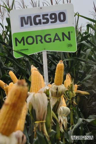 DEDEAGRO-E-MORGAN-88