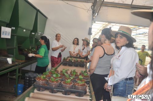holambra-segundo-dia-36
