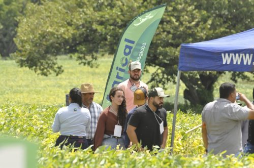 JERIQUARA-DEDEAGRO-110