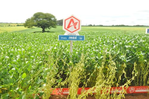 JERIQUARA-DEDEAGRO-216