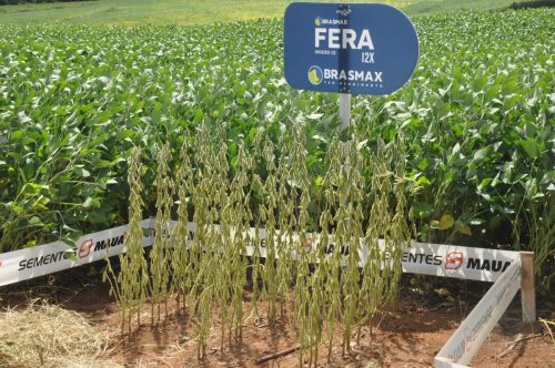 JERIQUARA-DEDEAGRO-222