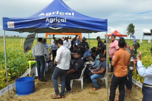 JERIQUARA-DEDEAGRO-226