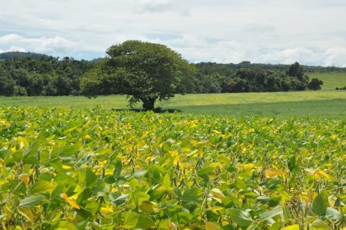 JERIQUARA-DEDEAGRO-246