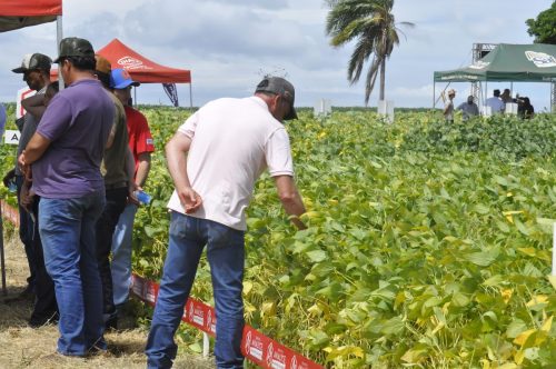 JERIQUARA-DEDEAGRO-74